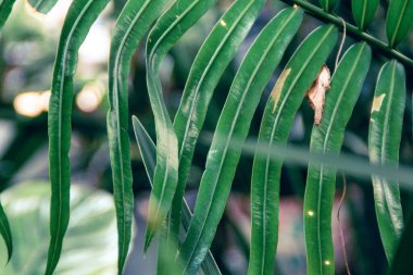 green palm leaf with sunlight in nature.