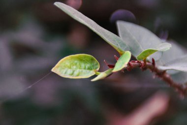 Yeşil bir yaprağa yaklaş