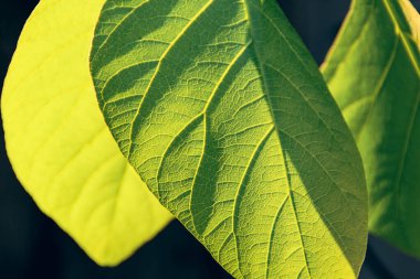 Yeşil yaprak dokusunu kapat.