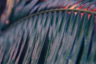 Palmiye ağacı yaprağı arka planı