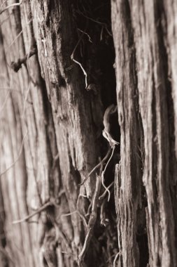 bir ağacın siyah beyaz fotoğrafı