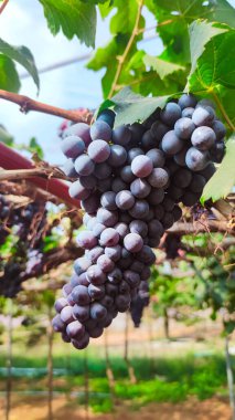 grapes in vineyard in summer