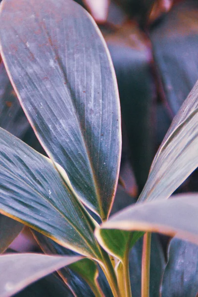 Yeşil yaprakları kapat