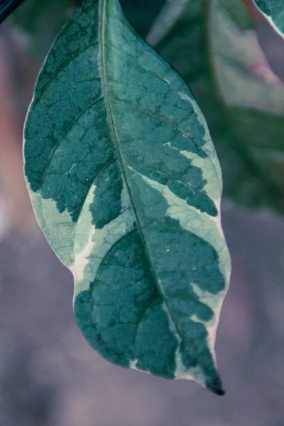 Bahçede yeşil yapraklar