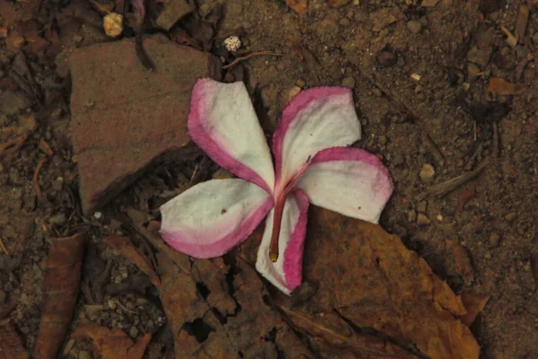 Güzel çiçek bahçede büyüyen