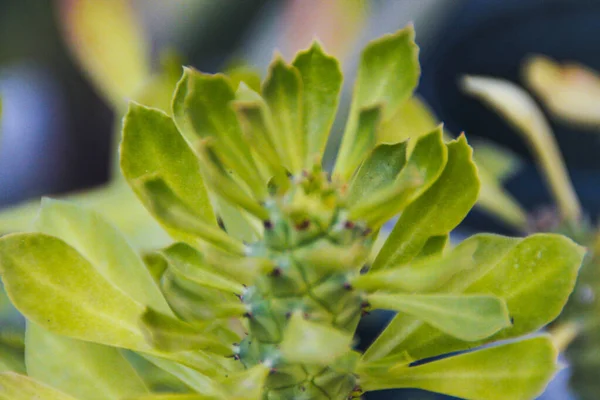 Güzel botanik fotoğrafı, doğal duvar kağıdı.