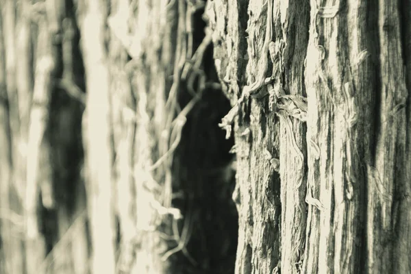 Eski ahşap çit dokusu