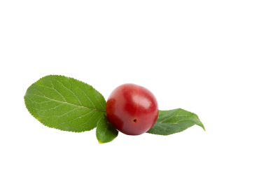 Yeşil yapraklı kırmızı erik, PNG, transperent arkaplanda izole.