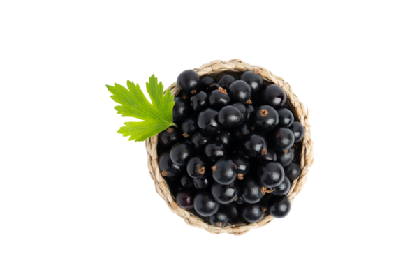 Sepet üstü görünümlü siyah frenk üzümü, PNG, transperent arkaplanda izole.