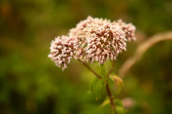 Eupatorium Cannabinum Çiçeklerinin Kapanışı
