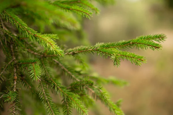 Ormanda yeşil ladin dalı var.