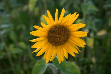 Yakın çerçeve, altın yaprakları ve olgun bir çiçeğin zengin kahverengi çekirdeğini vurgular. Nazik bokeh, temiz ve modern görünüm için arka planı yumuşatıyor. Botanik, bahçıvanlık veya yazla ilgili içerik için ideal.