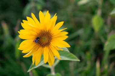 Yiyecek arayan bir arı disk çiçeklerine konar ve polen toplamaya başlar. Bu an, sakin bir sahneye hayat ve hareket katıyor. Çiçek açan bitkiler ve temel tozlaştırıcılar arasındaki bağlantıyı gösteriyor..