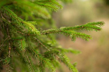 Ormanda yeşil ladin dalı var.