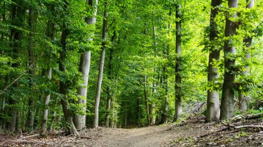 Yazın uzun ağaçlarla çevrili yeşil orman yolu.