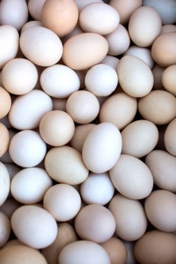 Beyaz ve kahverengi taze evcil yumurtalar. Organik yiyecekler.