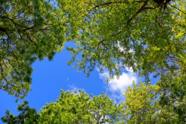 Mavi gökyüzünün arka planında yeşil yapraklı ağaç dalları
