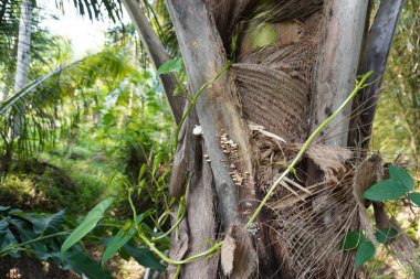 Hindistan cevizi ağaçlarında yetişen mantarlar