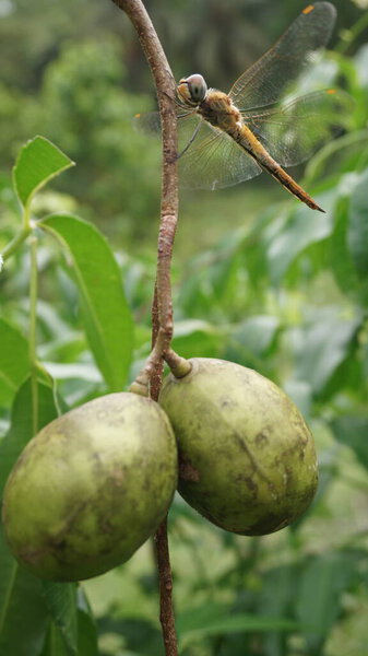 dragonfly perched on the stem of ambarella fruit