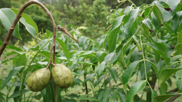 dragonfly perched on the stem of ambarella fruit