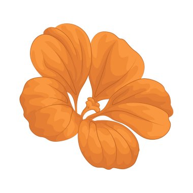 Narin ve güzel taç yapraklarıyla ahenkli katmanlar halinde sersemletici bir çiçek tomurcuğu oluştururlar..