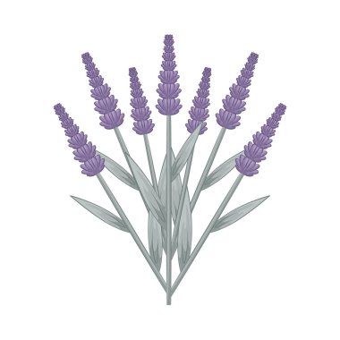 Uyumlu katmanlar halinde dizilmiş narin ve güzel yapraklarıyla lavanta çiçeği tomurcukları oluştururlar..
