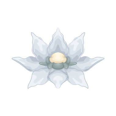 Narin ve güzel yapraklarıyla ahenkli katmanlar halinde dizilmiş çiçekler büyüleyici bir çiçek tomurcuğu oluşturur..