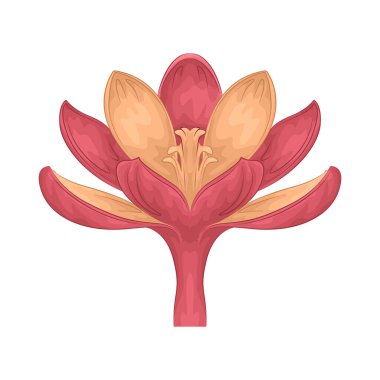 Narin ve güzel yapraklarıyla ahenkli katmanlar halinde dizilmiş çiçekler büyüleyici bir çiçek tomurcuğu oluşturur..