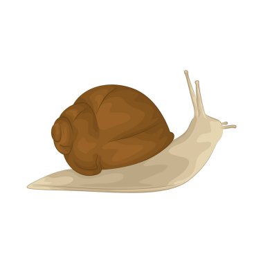 Salyangoz, yumuşak vücudunu koruyan sarmal kabuklu yavaş hareket eden bir yumuşakçadır..