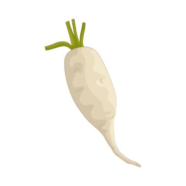 Turp küçük, çıtır çıtır bir sebze köküdür. Tazelik için salatalara genelde acı bir tat katar..