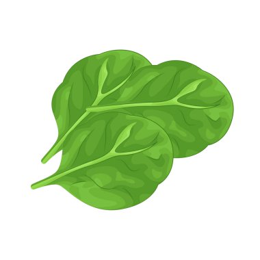 Ispanak demir, vitamin ve bağışıklık için gerekli antioksidan içeren yapraklı bir yeşildir..