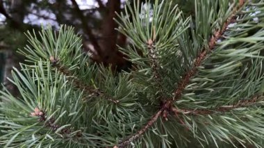 Close up of green pine tree branch, natural Christmas background