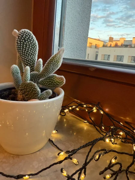  Noel kaktüsü tencerede parlayan peri ışıkları, tatil süslemeleri. 