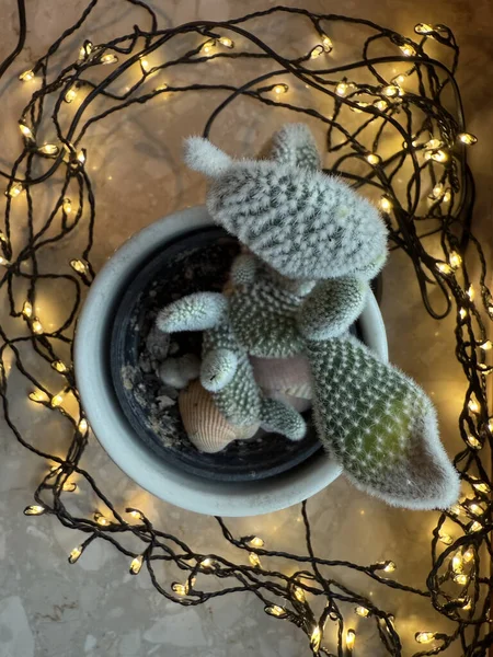 top view Christmas cactus in pot with glowing fairy lights, holiday decoration. 
