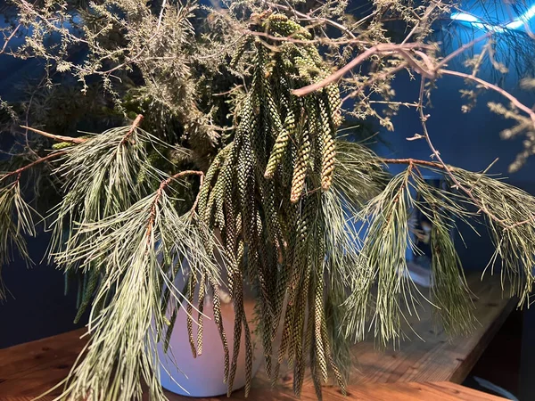 Yumuşak iç aydınlatmada iğne ve koni bulunan çam dallarına yakın çekim. 