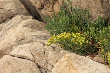 Sahildeki kayaları ve sarı çiçekleri kapatın.