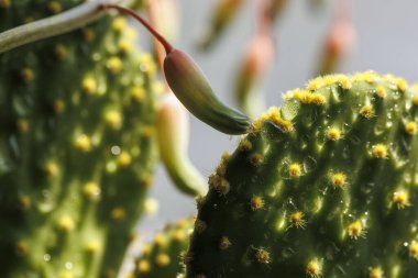 Yakın - Keskin dikenli kaktüs manzarası.