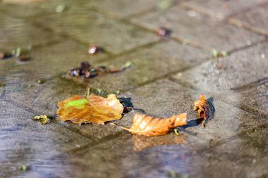 Fallen leaves in a puddle after rain in autumn, selective focus.