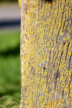 Bark of a tree with yellow moss and lichen in the park.