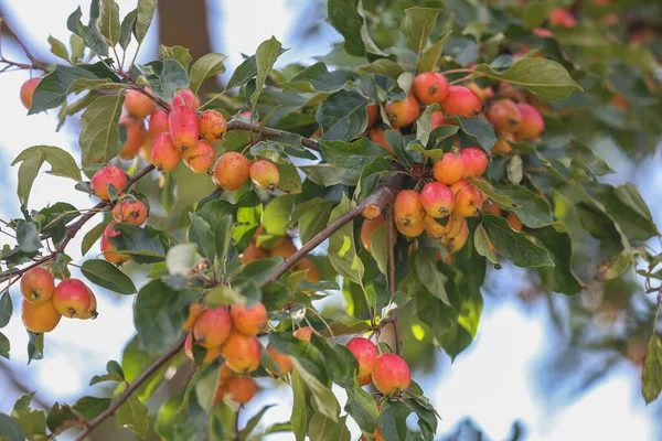 Crab apple or Malus prunifolia, plumleaf crab apple, chinese apple