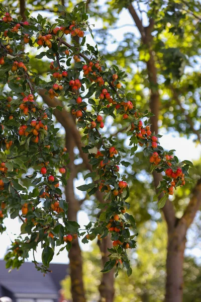 Crab apple or Malus prunifolia, plumleaf crab apple, chinese apple