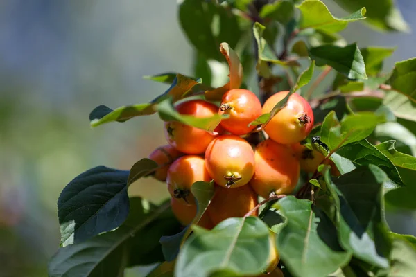 Crab apple or Malus prunifolia, plumleaf crab apple, chinese apple