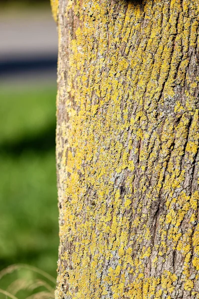 Bark of a tree with yellow moss and lichen in the park.