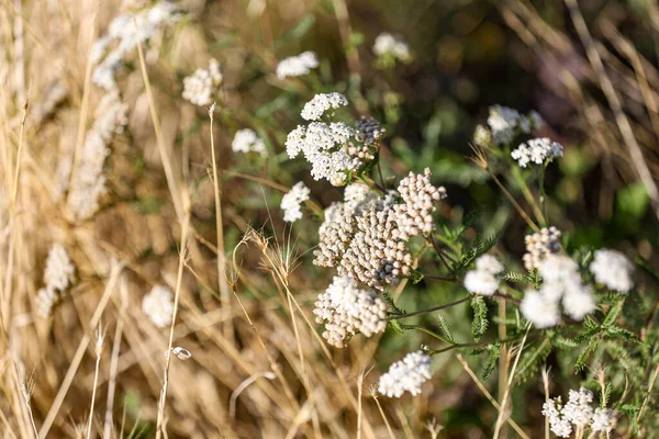 White yarrow flowers, achillea millefolium in the field, shallow depth of field.