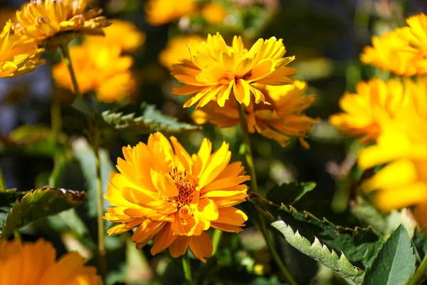 Close up of yellow coreopsis grandiflora in the summer garden.