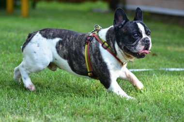 Siyah beyaz kürklü oyuncu Fransız Buldogu yeşil çimenlerin üzerinde enerjik bir şekilde koşuyor renkli bir koşum takımı takıyor, dili açık havada eğleniyor ve bahçede yaz etkinliğinin tadını çıkarıyor..