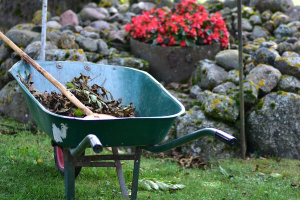 Green wheelbarrow filled with dried autumn leaves, standing on grass in garden with rake, seasonal work and gardening concept symbolizing outdoor maintenance and rustic lifestyle.