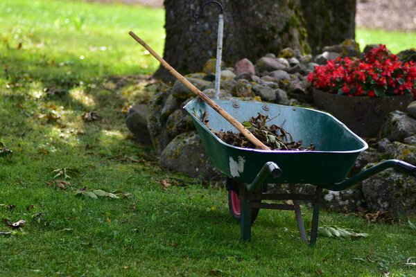 Green wheelbarrow filled with dried autumn leaves, standing on grass in garden with rake, seasonal work and gardening concept symbolizing outdoor maintenance and rustic lifestyle.