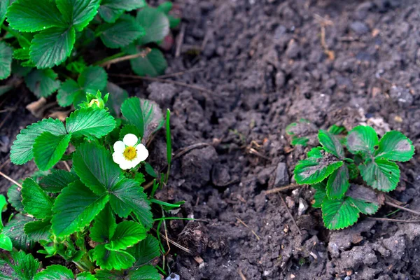 Strawberry plant. Blossoming of strawberry. Wild stawberry bushes. Strawberries in growth at garden.