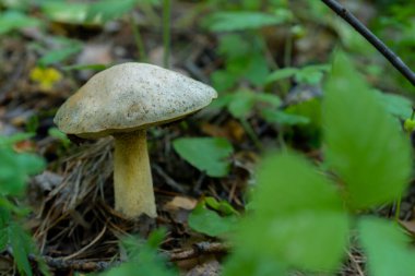 Ormandaki mantarlar yerde doğal olarak yetişir.